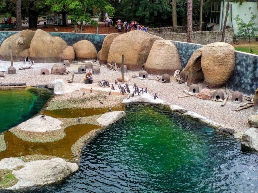 Penguins at Wrocław Zoo